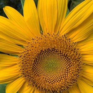 Meet your Posher, Daina